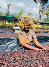 Ethiopian Sidamo (Shantawene - grade 1 - natural processed)